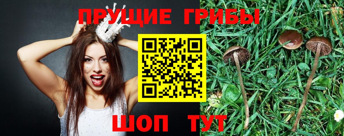 Таганрог  Галлюциногенные грибы Psilocybe  Вход с VPN 